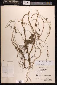 Fallopia pterocarpa image