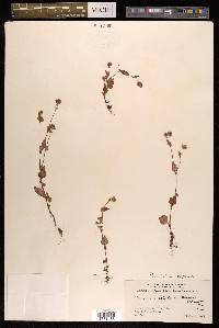 Persicaria nepalensis image