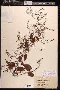 Fallopia multiflora image