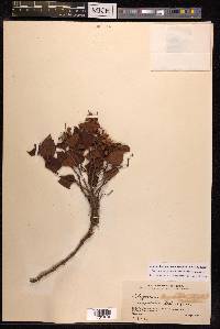 Reynoutria japonica image