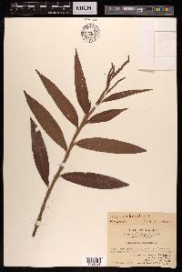 Polygonum barbatum image