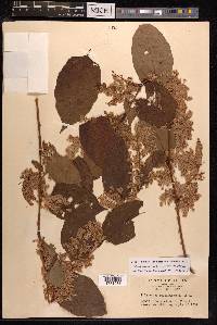 Reynoutria japonica image