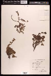 Polygonum cognatum image