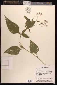 Persicaria chinensis image