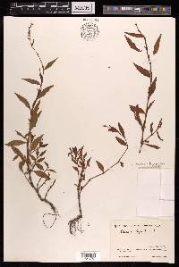 Persicaria hydropiper image