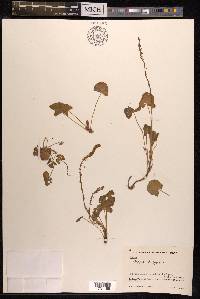 Oxyria digyna image