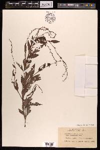 Persicaria pubescens image