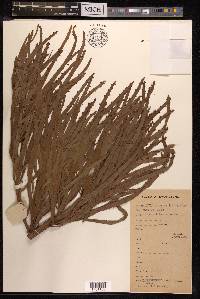 Muehlenbeckia platyclada image