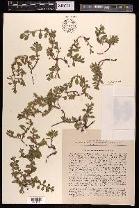 Polygonum cognatum image