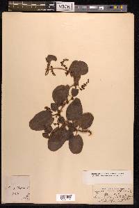 Muehlenbeckia adpressa image