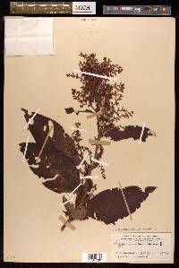 Koenigia mollis image