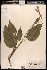 Persicaria orientalis image