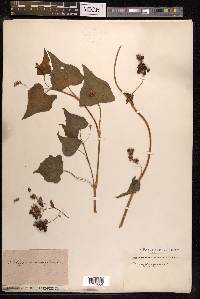 Fagopyrum acutatum image