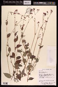 Polygonum muricatum image