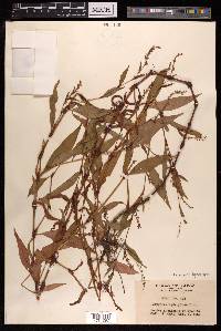 Persicaria hydropiper image