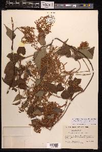 Fallopia multiflora image