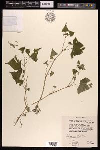Persicaria debilis image