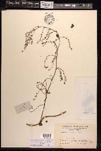 Fallopia multiflora image