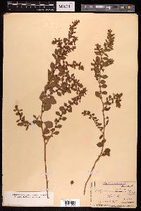 Polygonum recumbens image