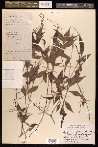 Polygonum posumbu image