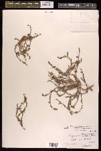 Polygonum polycnemoides image