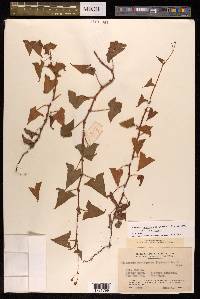 Persicaria senticosa image