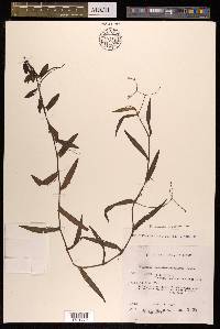 Polygonum praetermissum image