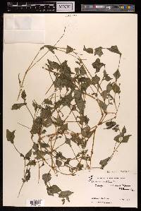 Persicaria nepalensis image