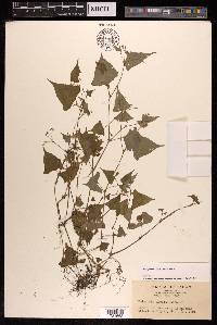 Persicaria debilis image