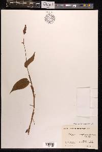 Persicaria amplexicaulis image