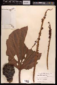 Rheum moorcroftianum image