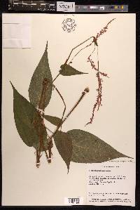 Persicaria amplexicaulis image