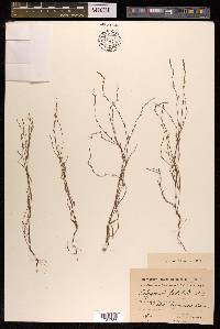 Polygonum patulum image