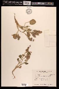 Rumex vesicarius image