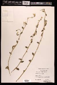 Aerva scandens image