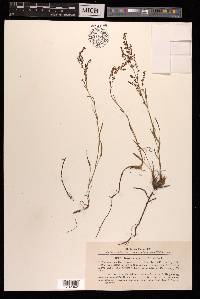 Rumex graminifolius image