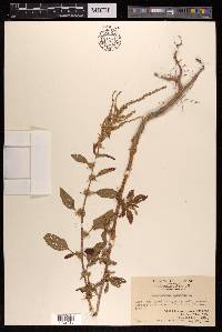 Amaranthus spinosus image