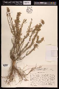 Atriplex cana image