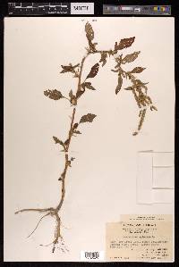 Amaranthus spinosus image