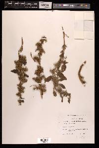 Acroglochin persicarioides image