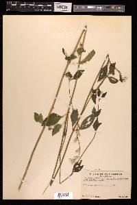 Aerva scandens image