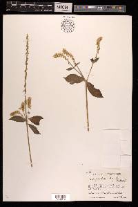 Achyranthes aspera image