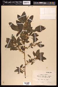 Amaranthus spinosus image
