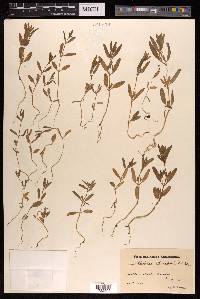 Atriplex gmelinii image