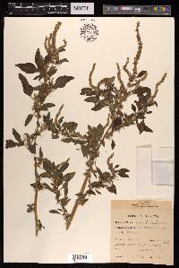 Amaranthus spinosus image