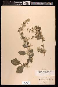Aerva lanata image