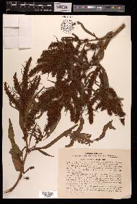 Rumex maritimus image