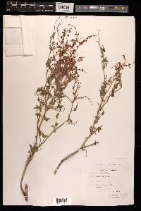 Rumex hastatus image
