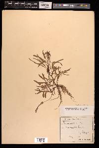 Rumex ucranicus image