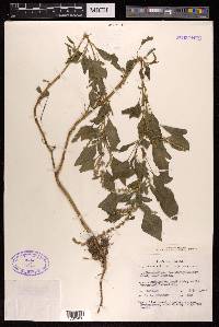 Amaranthus spinosus image